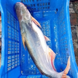 নদীর ফ্রেশ ও সুস্বাদু পাঙ্গাশ মাছ (River Pangas Fish) কেজি