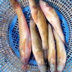 নদীর সুস্বাদু ও তাজা বেলে মাছ (Bele Fish) কেজি