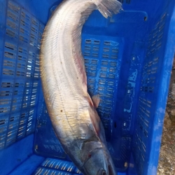 নদী/হাওরের ফ্রেশ সুস্বাদু বোয়াল মাছ (Fresh Boal fish) কেজি