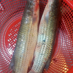 দক্ষিণ অঞ্চলের সুস্বাদু ও ফ্রেশ ভাঙ্গন মাছ (Vangan fish) কেজি