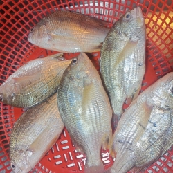 সুন্দরবনের সুস্বাদু ও তাজা দাতনে/দাতিনা মাছ (Datina fish) কেজি