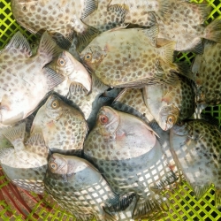 সুন্দরবনের সুস্বাদু ও তাজা পায়রা মাছ (Payra Fish)/চিত্রা মাছ কেজি