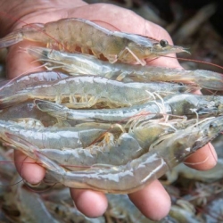 সাতক্ষীরা ও খুলনার নদী/ঘেরের তাজা চালি চিংড়ি (Chali Shrimp) কেজি