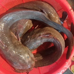 নদীর দেশি সুস্বাদু ও তাজা কাইন মাগুর (Kain Magur Fish) কেজি