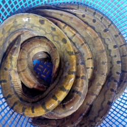 নদী/হাওরের তাজা ও সুস্বাদু শাল বাইন মাছ (Shal Bain Fish) কেজি