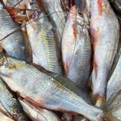 তাজা ও সুস্বাদু গুলশা টেংরা (Gulsha Tengra) কেজি