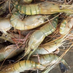 খুলনা ও সাতক্ষীরার সেরা মানের তাজা ও সুস্বাদু গলদা চিংড়ি (Golda Chingri) কেজি