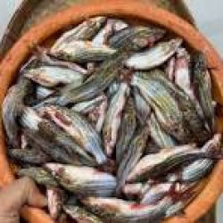 সুস্বাদু ও ফ্রেশ দেশি টেংরা (Deshi Tengra) কেজি