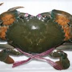 সুন্দরবনের মাড কাঁকড়া  (Sundarbans Mud Crab) কেজি