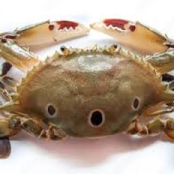 সামুদ্রিক কাঁকড়া (Sea Crab) কেজি
