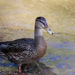 দেশি পাতি হাঁস (Deshi Pati Hash) কেজি