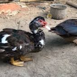 বাড়িতে পালা দেশি চিনা হাঁস (Deshi China Hash) কেজি