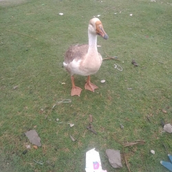 দেশি রাজ হাঁস (Deshi Raj Hash) কেজি