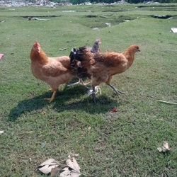 দেশি মুরগী (Deshi Murgi) কেজি