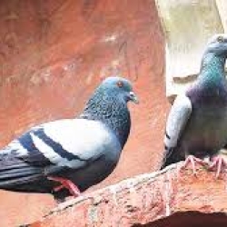 কবুতর (Deshi Pigeon) কেজি