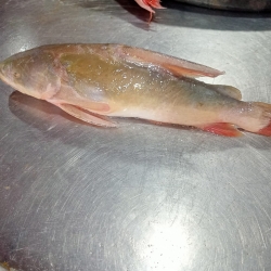 নদীর রিডা/রিটা মাছ (River Rita Fish) কেজি