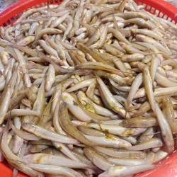 নদীর ঢগরী মাছ (River Dhogri Fish) কেজি