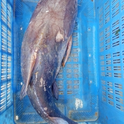 সামুদ্রিক মেদ মাছ (Sea Med Fish) কেজি