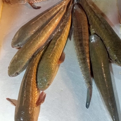 নদী/বিলের ফ্রেশ শোল মাছ (Shol Fish) কেজি