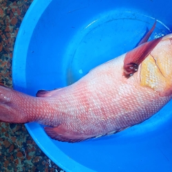 সামুদ্রিক লাল কোরাল/রেড স্নাইপার/পোয়া (Red Coral Fish) মাছ কেজি