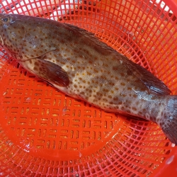 সামুদ্রিক সুস্বাদু ও তাজা কৈবল মাছ (Sea Koibol Fish) কেজি