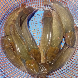 চাষের ফ্রেশ মাগুর মাছ (Farmed Magur) কেজি