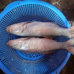 নদীর ফ্রেশ তারেল (River Tarel Fish) মাছ কেজি