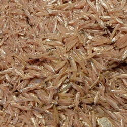 নদীর কাচকি মাছ (River Kachki Fish) কেজি