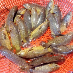 বিলের দেশি ফ্রেশ কৈ মাছ (Deshi Koi Fish) কেজি
