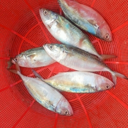 সামুদ্রিক ফ্রেশ সুরমা মাছ (Sea Surma Fish) কেজি