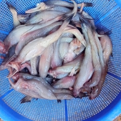 সামুদ্রিক লইট্টা মাছ (Sea Loitta Fish) কেজি