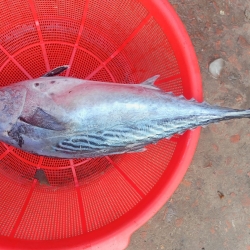 সামুদ্রিক ফ্রেশ টোনা মাছ (Sea Tuna Fish) কেজি