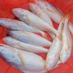 নদীর পোয়া মাছ (River Poa Fish) কেজি