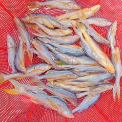 নদীর তাপসী মাছ (River Taposhi Fish) কেজি