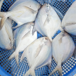 ফ্রেশ রূপচাঁদা মাছ (Rupchanda/Pomfret Fish,) কেজি