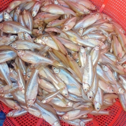 নদীর ফ্রেশ মলা মাছ (River Mola Fish) কেজি