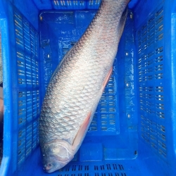 নদী/কাপ্তাই লেকের তাজা সুস্বাদু রুই মাছ (Fresh Rui Fish) কেজি