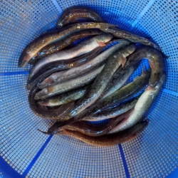 খুলনা/সাতক্ষীরার দেশি কালো গুলে মাছ (Khulna Gule Fish) কেজি