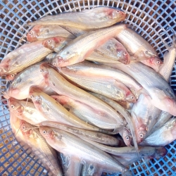 ফ্রেশ পাবদা মাছ (Fresh Pabda Fish) কেজি