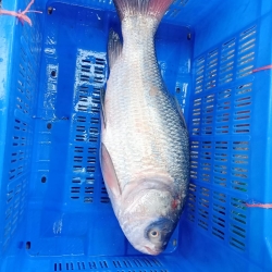 নদী/হাওর/লেকের ফ্রেশ কাতলা মাছ (Fresh Katla Fish) কেজি