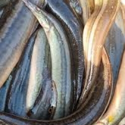 সুস্বাদু তারা বাইন মাছ (River Tara Bain Fish) কেজি