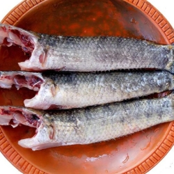 নদী/বিলের ফ্রেশ টাকি মাছ (Fresh Taki Fish)