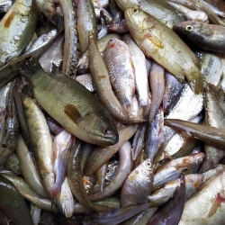 ফ্রেশ পাঁচমিশালি মাছ (Fresh Pachmishali Fish/Fresh Mixed Fish) কেজি
