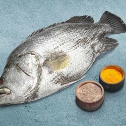 সামুদ্রিক কৈ কোরাল মাছ (Koi Coral Fish) কেজি