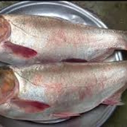 সিলভার কার্প মাছ (Silver Carp Fish) কেজি