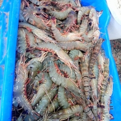 New Tiger Prawn/Bagda ৪৫-৬০ পিসে কেজি