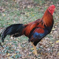 Pakistani cock- পাকিস্তানি মোরগ