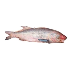 লাক্ষা-মাছ-Lakha-Fish ১-২ কেজি