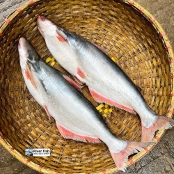 New নদীর পাঙ্গাশ মাছ / River Pangash Fish ৪-৫ কেজি