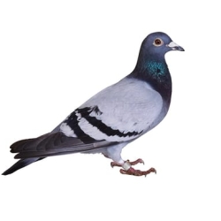 দেশি কবুতর /Deshi Pigeon